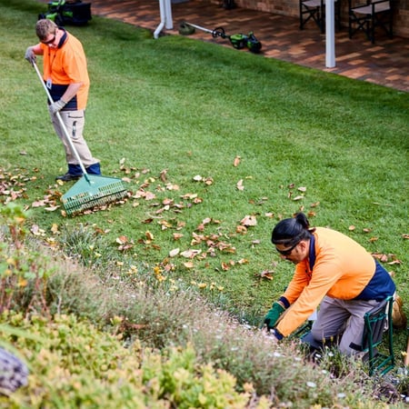 Two gardeners raking leaves.